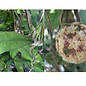 Hoya finlaysonii  cv. Orabella