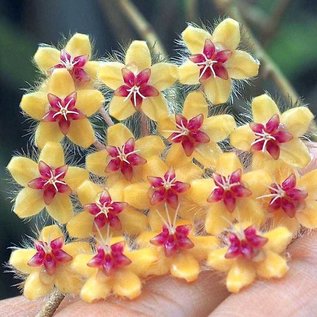 Hoya flagallata cv. Yellow Flower