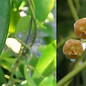 Hoya gigantanganensis
