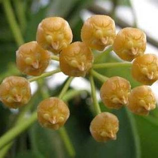 Hoya gigantanganensis