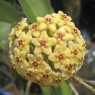 Hoya kenejiana  cv. Red Corona