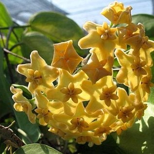 Hoya kenejiana  cv. Variegata