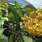 Hoya kenejiana  cv. Variegata