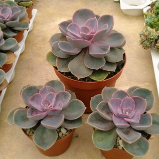 Echeveria cv. Perle von Nürnberg