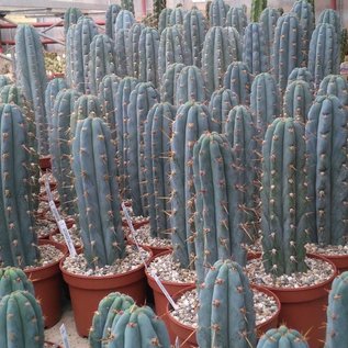 Trichocereus peruvianus  cv. azureus