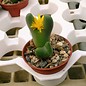 Conophytum bilobum  v. F