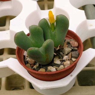 Conophytum bilobum v. N