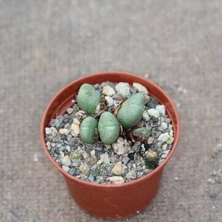 Conophytum spec.