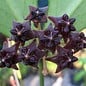 Hoya lobbii  cv. Dark Black Flower