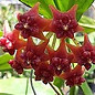 Hoya lobbii IML 1523 cv. Orange