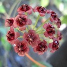 Hoya lucardenasiana