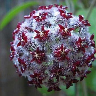 Hoya mindorensis  cv. Dark Red-White Flower