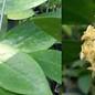 Hoya mindorensis  cv. Lite Yellow