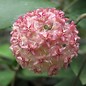 Hoya mindorensis  cv. Pink Flower