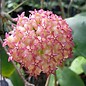 Hoya mindorensis  cv. Red Star