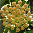 Hoya obscura