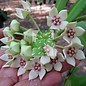 Hoya obtusifolia