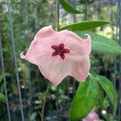 Hoya patella  cv. Pink Flower