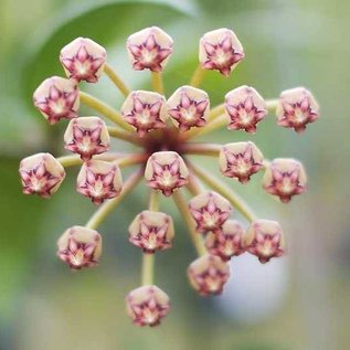 Hoya plicata