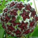 Hoya pubicalyx  cv. Black Dragon