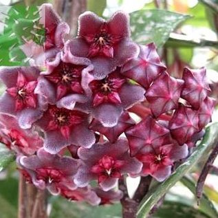 Hoya pubicalyx  cv. Royal Hawaiian