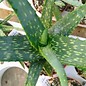 Aloe cameronii var. cameronii