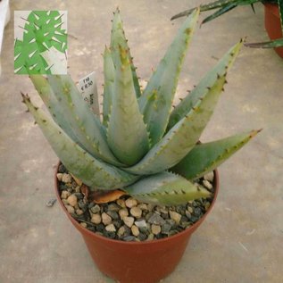 Aloe claviflora