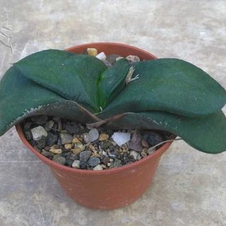 Gasteria armstrongii