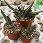 Gasteria verrucosa