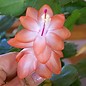 Schlumbergera-Hybr. Apricot