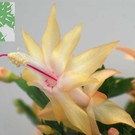 Schlumbergera-Hybr. Cambridge