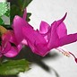 Schlumbergera-Hybr. Naomi