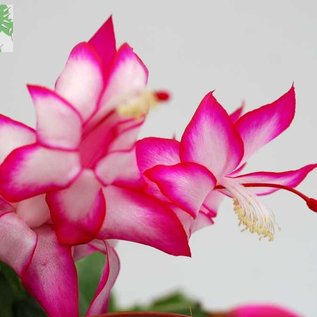 Schlumbergera-Hybr. Salsa Dancer