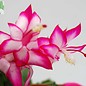 Schlumbergera-Hybr. Salsa Dancer