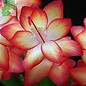 Schlumbergera-Hybr. Samba Brasil