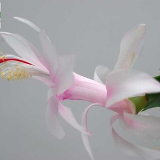 Schlumbergera-Hybr. Sao Paulo Brasil