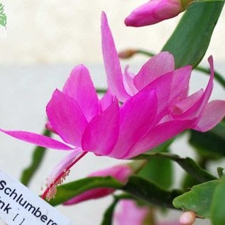 Schlumbergera-Hybr. Sonja