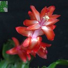 Schlumbergera-Hybr. Thor Alice