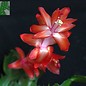 Schlumbergera-Hybr. Thor Alice