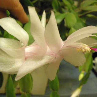 Schlumbergera-Hybr. Victoria