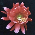 Epiphyllum-Hybr. Champagne