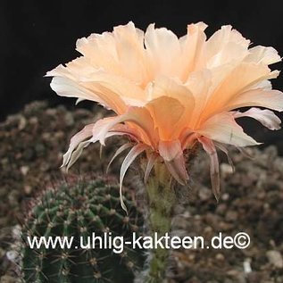 Echinopsis-Hybr. Champagner  Rheingold 203