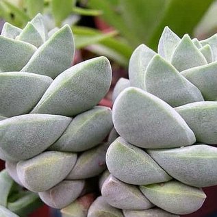 Crassula-Hybr. Moonglow