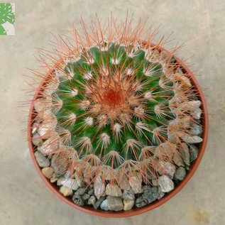 Mammillaria spinosissima