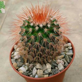 Mammillaria spinosissima