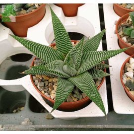 Haworthia limifolia cv. striata