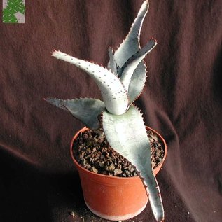 Aloe capitata v. quarziticola