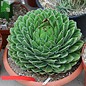 Agave victoriae-reginae XL