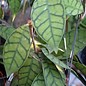 Hoya callistophylla  cv. Short leaf