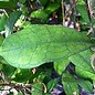 Hoya finlaysonii cv. Orabella